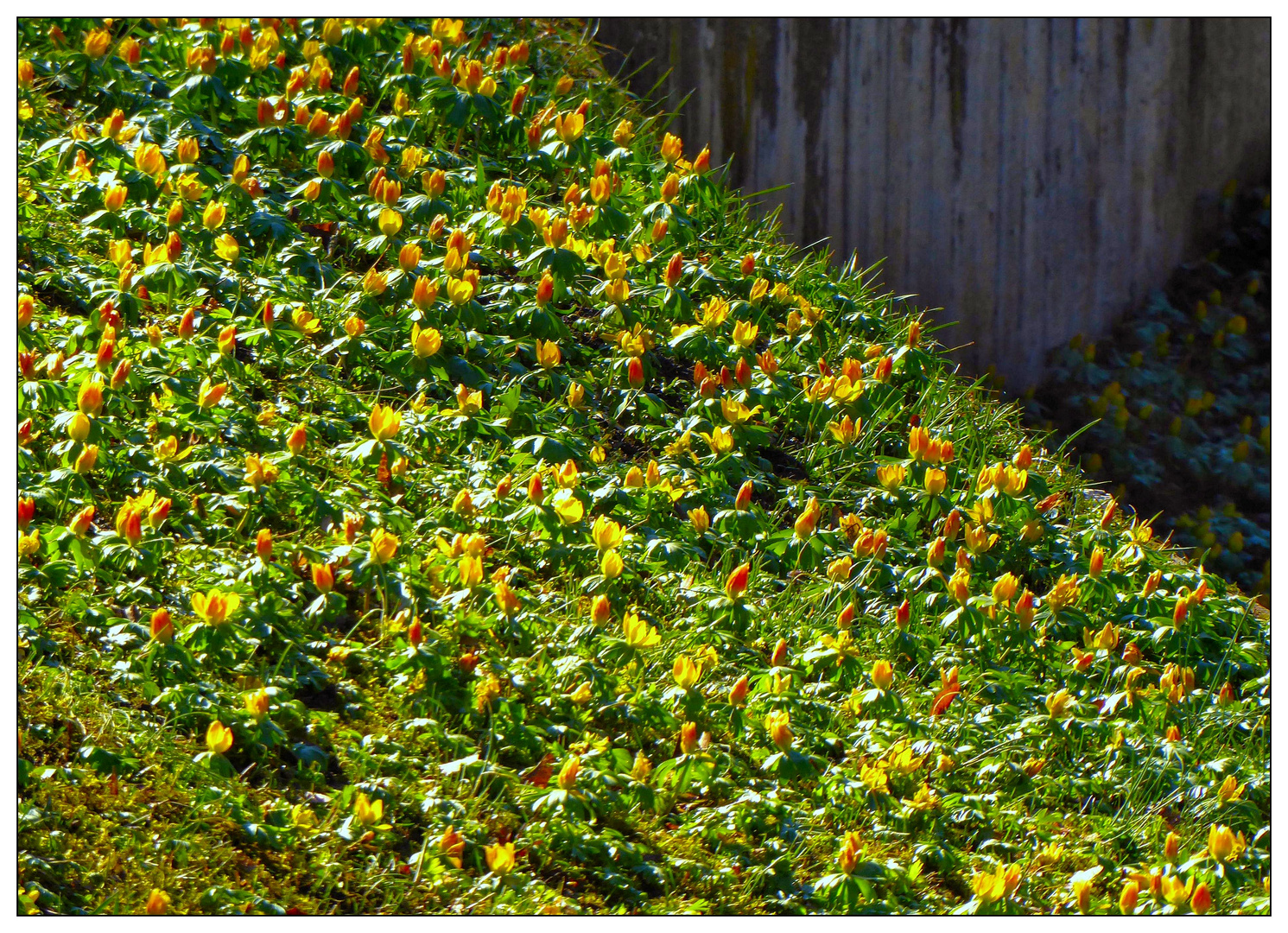 Ein Blumenmeer im Park