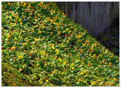 Ein Blumenmeer im Park