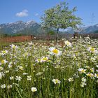 Ein Blumenmeer mit Blick auf den Reiting