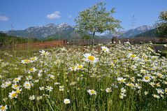 Ein Blumenmeer mit Blick auf den Reiting