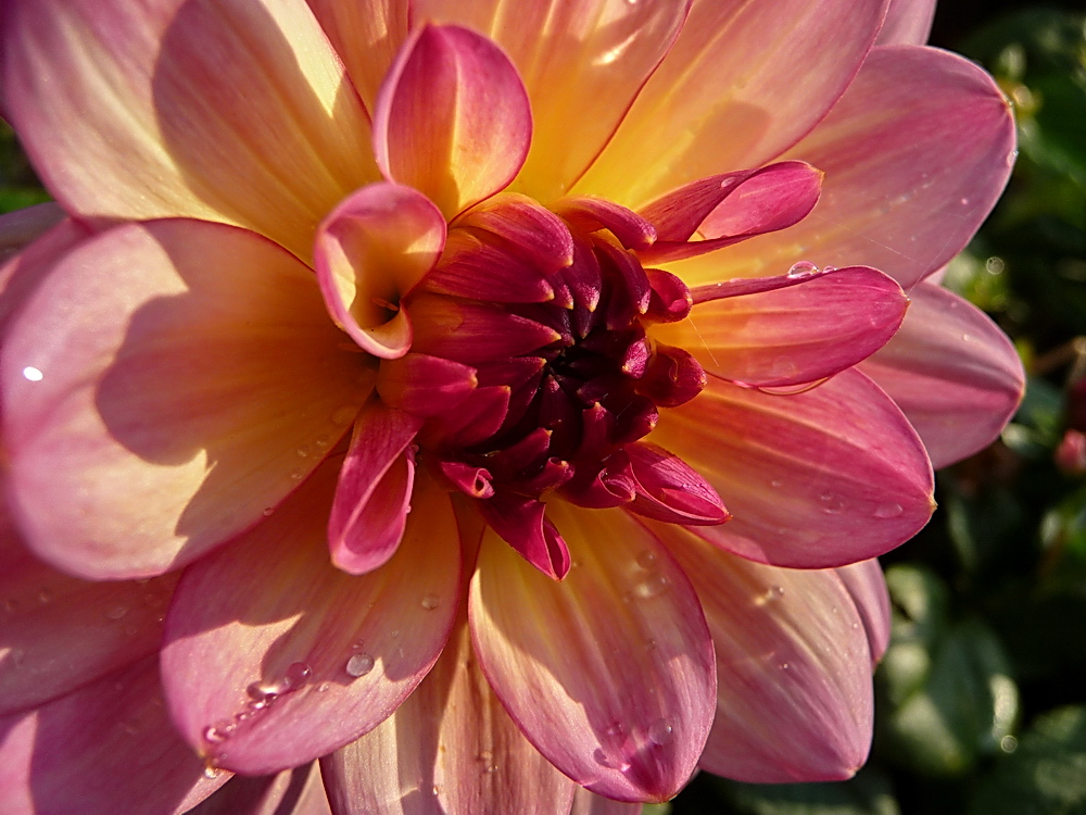 ein Blumensommerabschiedsgruß für alle