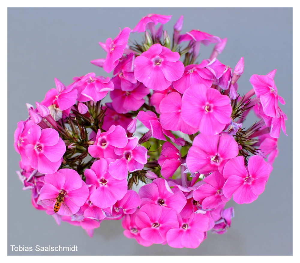 Ein Blumenstrauß