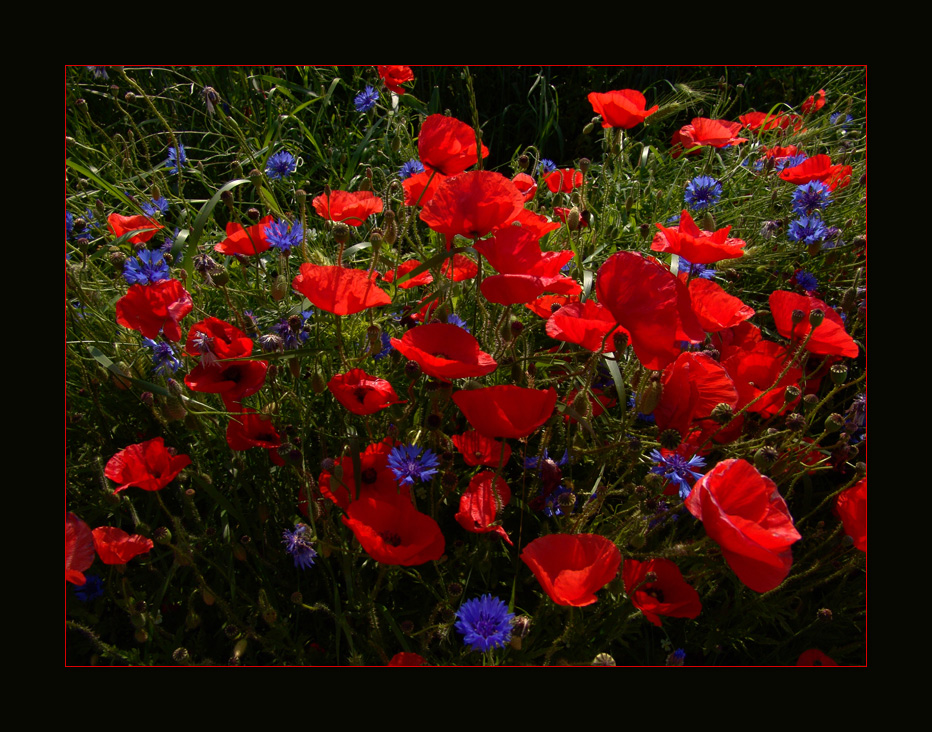 ein Blumenstrauß für Euch