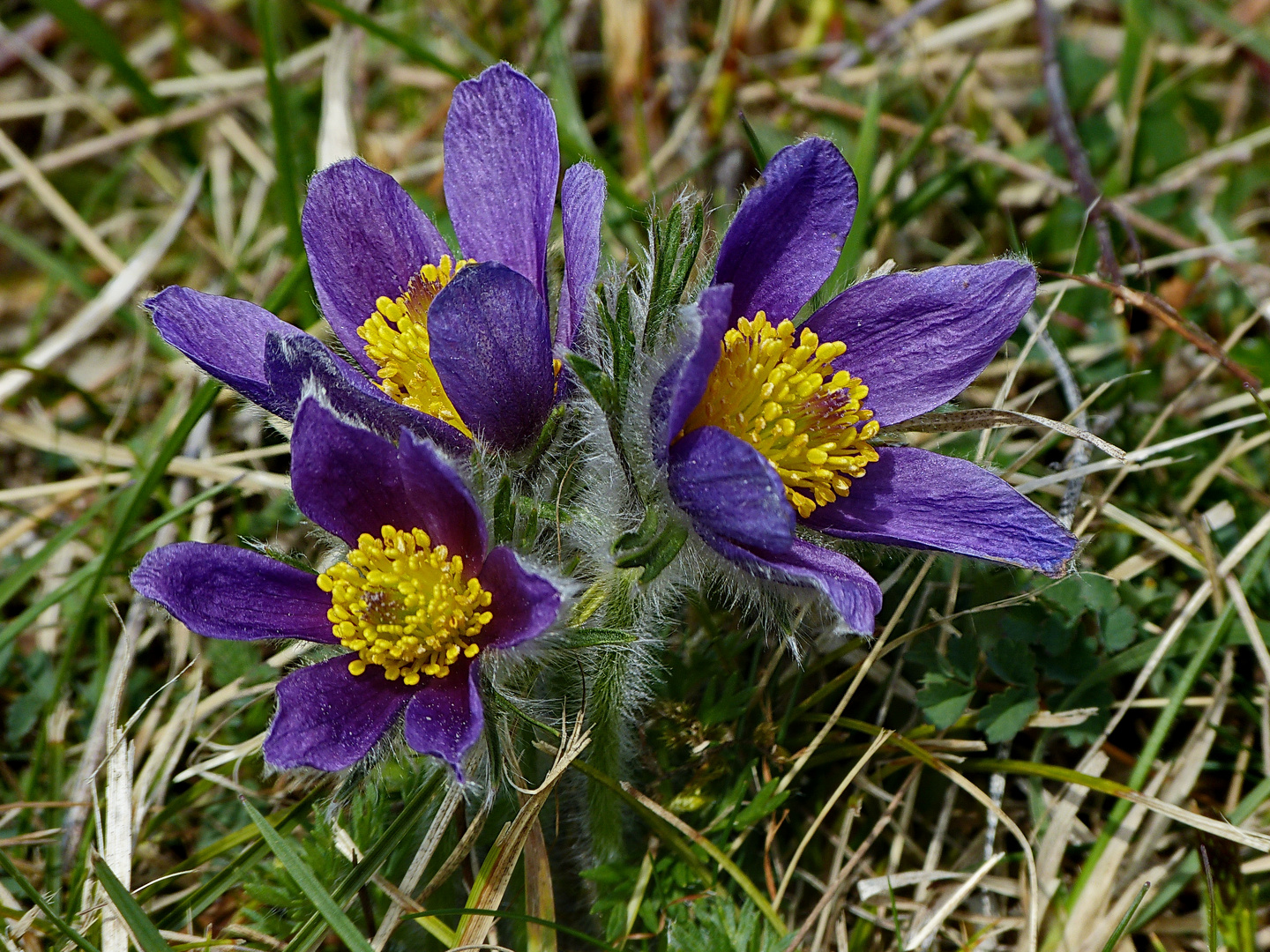 Ein Blumenstrauß für Euch