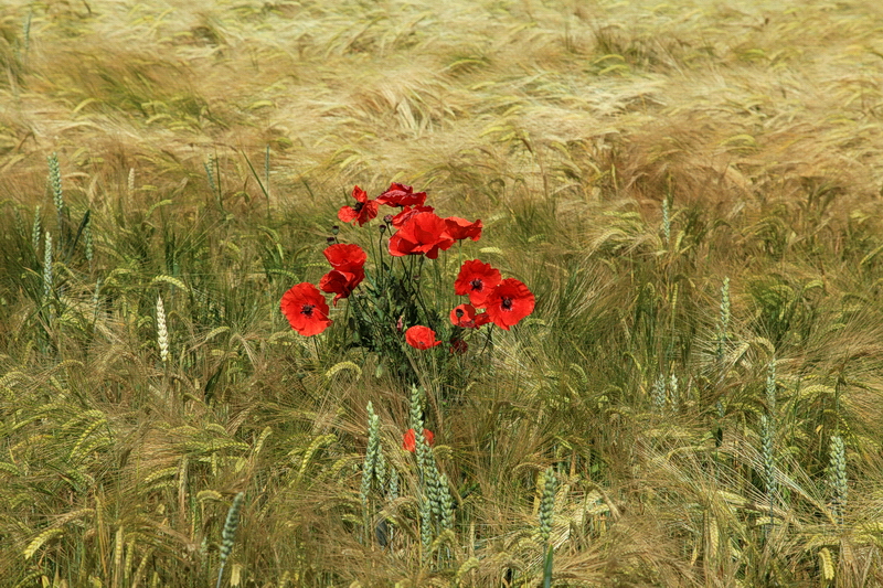 Ein Blumenstrauß im Weizenfeld...