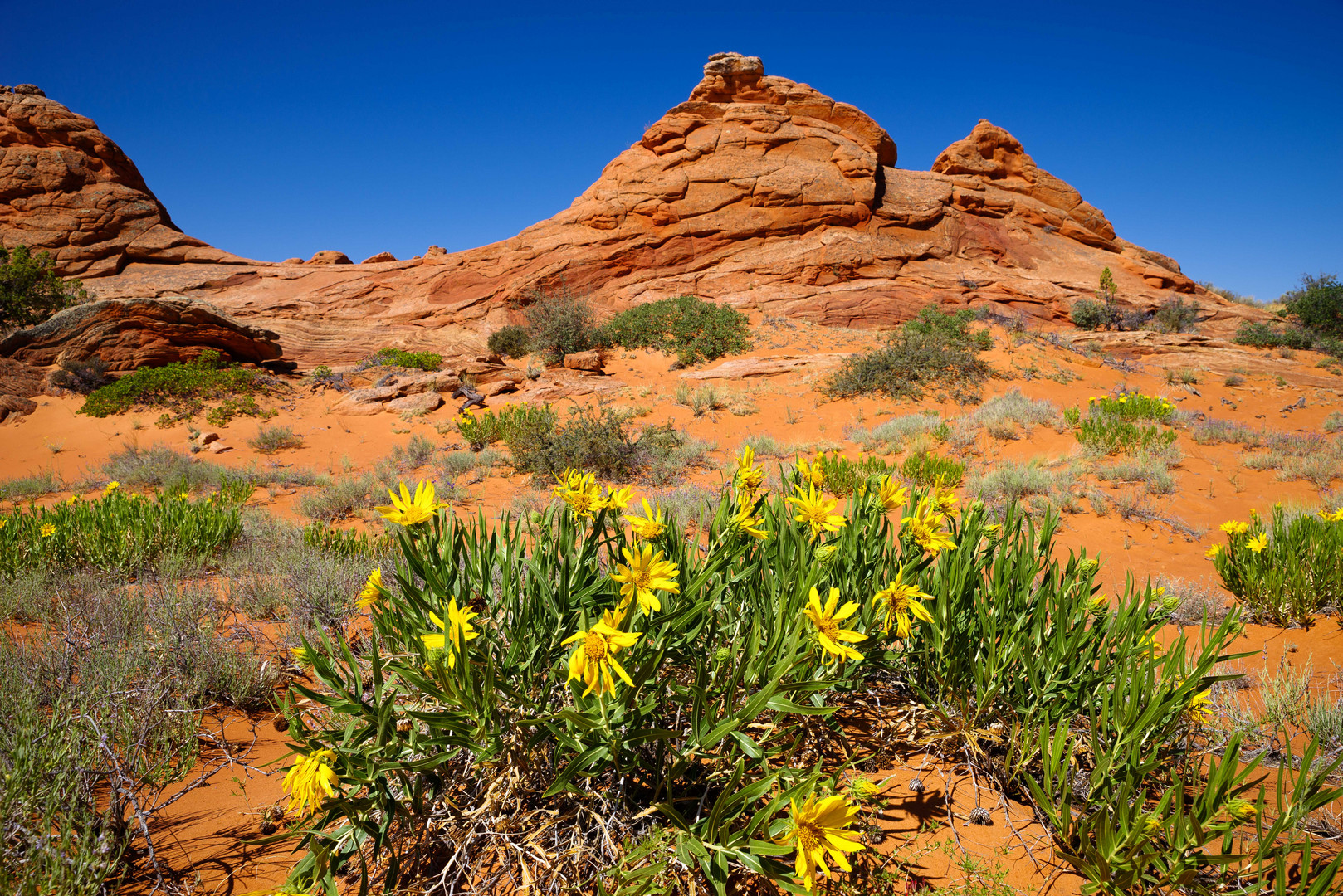 Ein Blumenstrauss mitten im Paradies