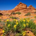 Ein Blumenstrauss mitten im Paradies