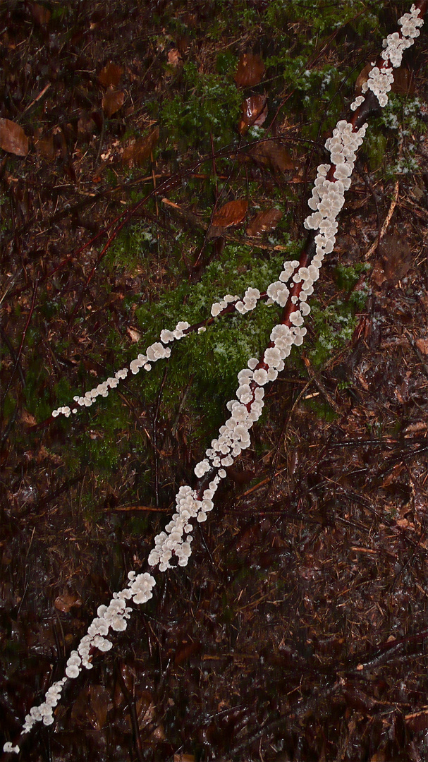 Ein Blumenstrauß mitten im Winter! Krauser Aderzähling (Plicatura crispa) an Buchentotholz I