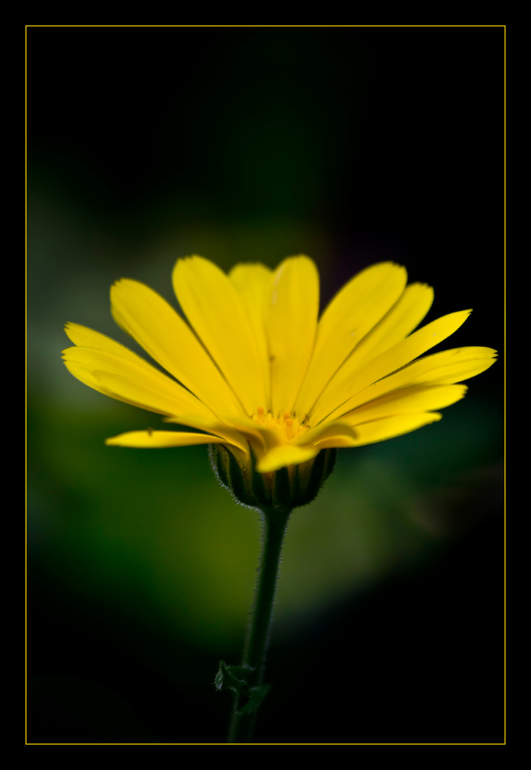 ein blumiger Gruß