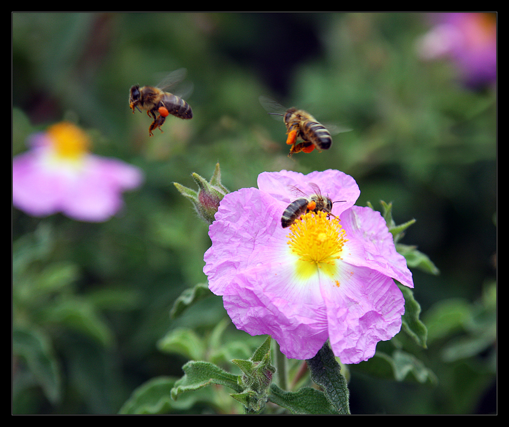 Ein blumiger Landeplatz