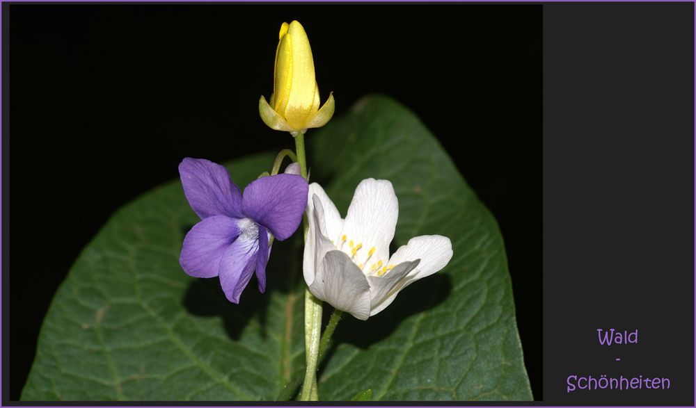 Ein blumiger Maigruß...