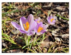 Ein blumiger Sonntagsgruß für euch**