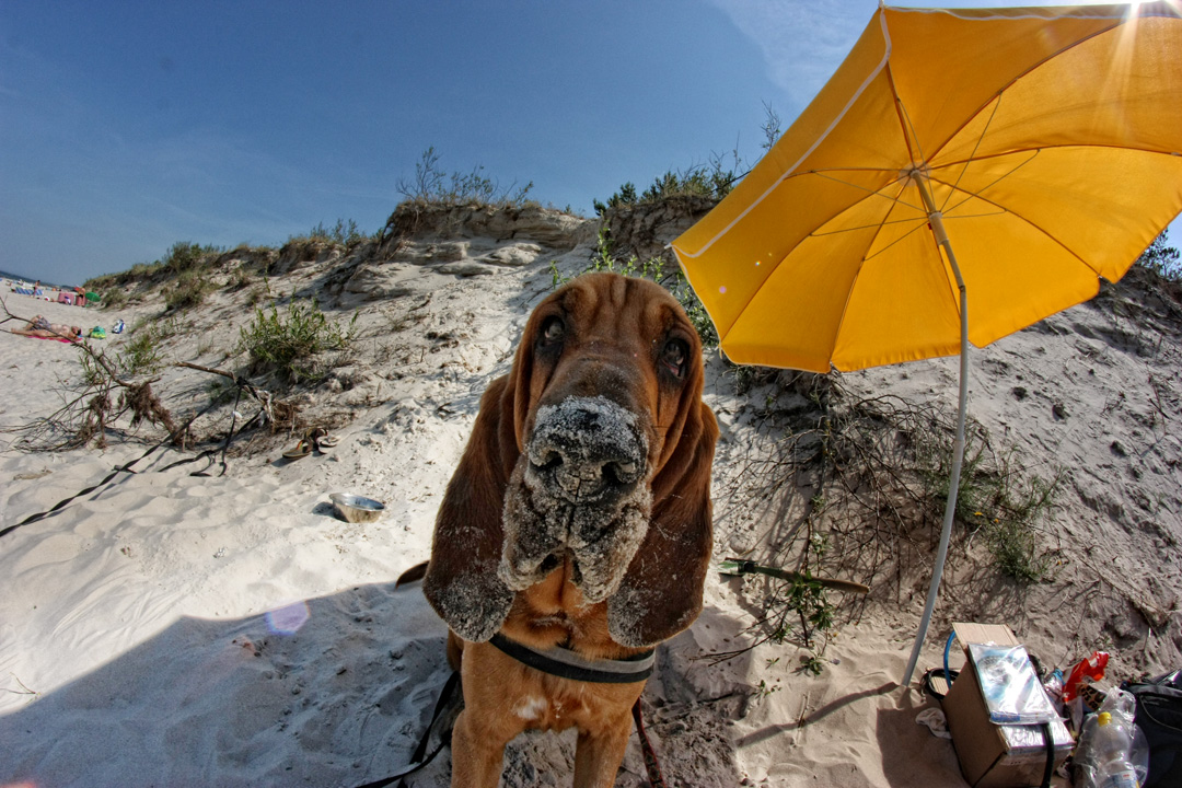 Ein Bluthund und der Sandkuchen