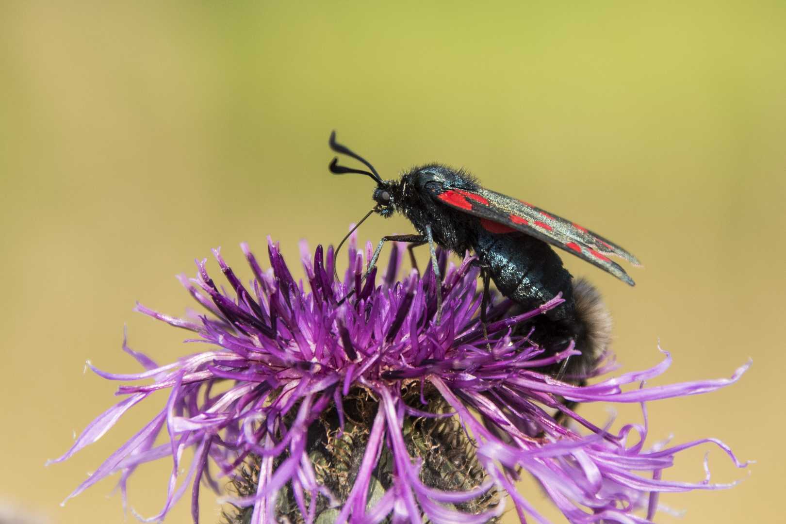 Ein Blutströpfchen auf der Flockenblume