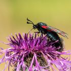 Ein Blutströpfchen auf der Flockenblume