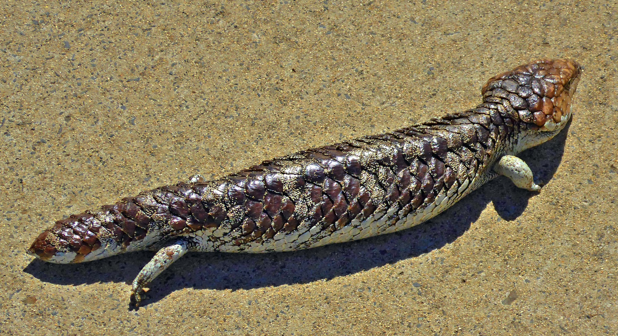 Ein Bobtail Lizard am Strand von Bunbury