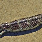 Ein Bobtail Lizard am Strand von Bunbury