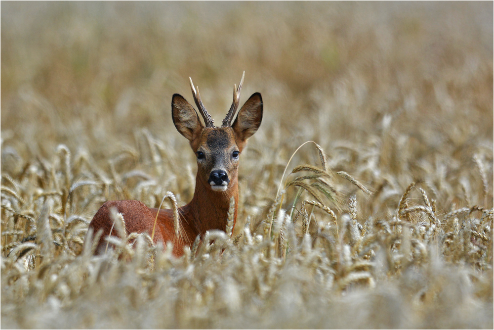 Ein Bock im Kornfeld . . .