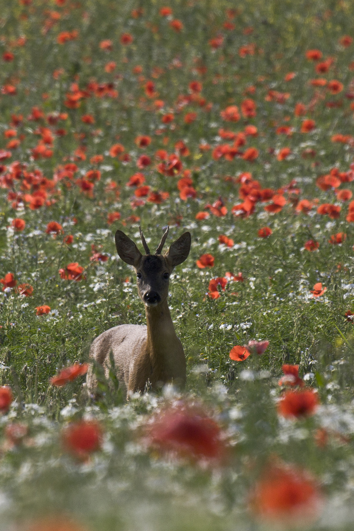 Ein Bock im "Kornfeld"