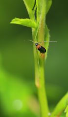 ein Bockkäfer-Blauschwarzer Kugelhalsbock/Dinoptera collaris