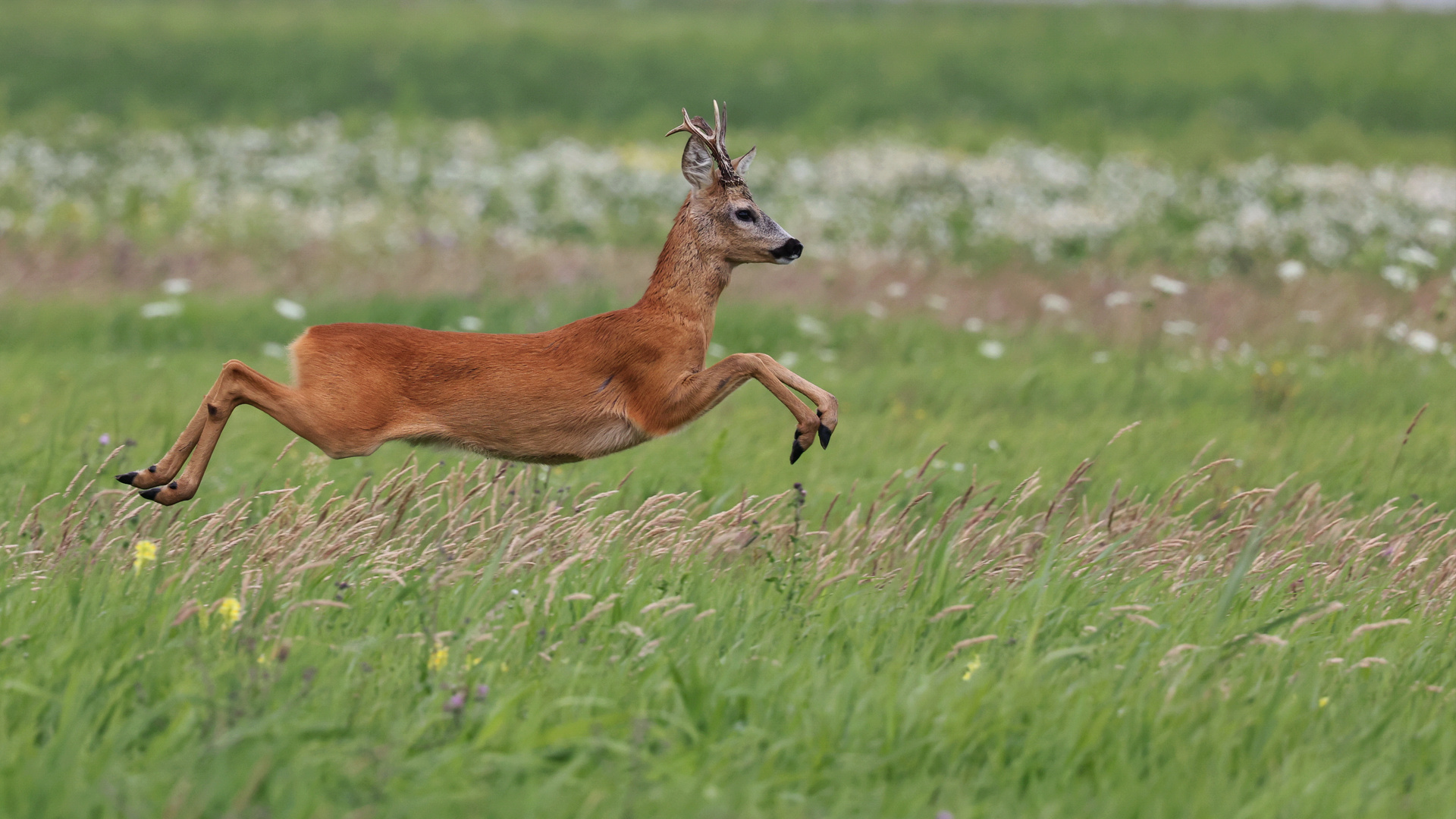 Ein Bocksprung...