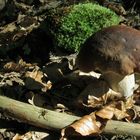 Ein Boletus Edulis unter Beobachtung