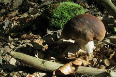 Ein Boletus Edulis unter Beobachtung