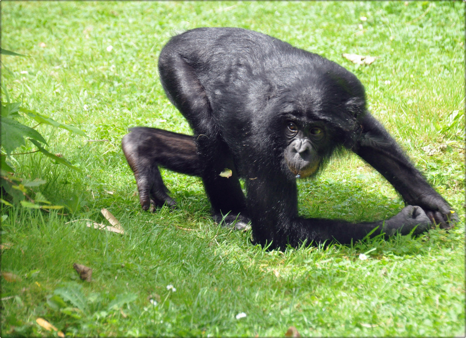 Ein BONOBO im Kölner Zoo