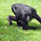 Ein BONOBO im Kölner Zoo