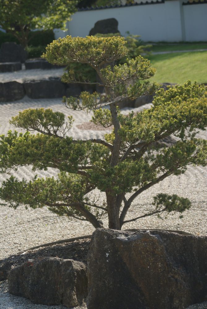 Ein Bonsai 