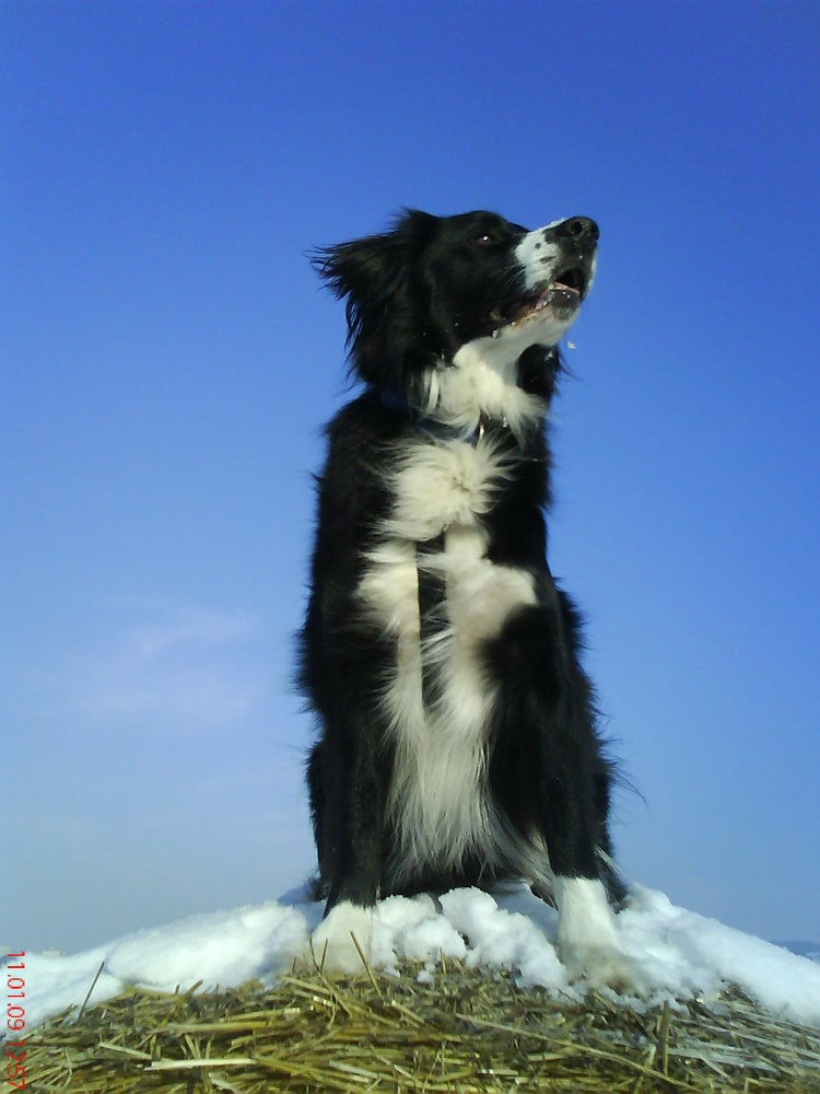 Ein Border Collie wacht immer...