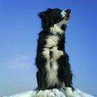 Ein Border Collie wacht immer...