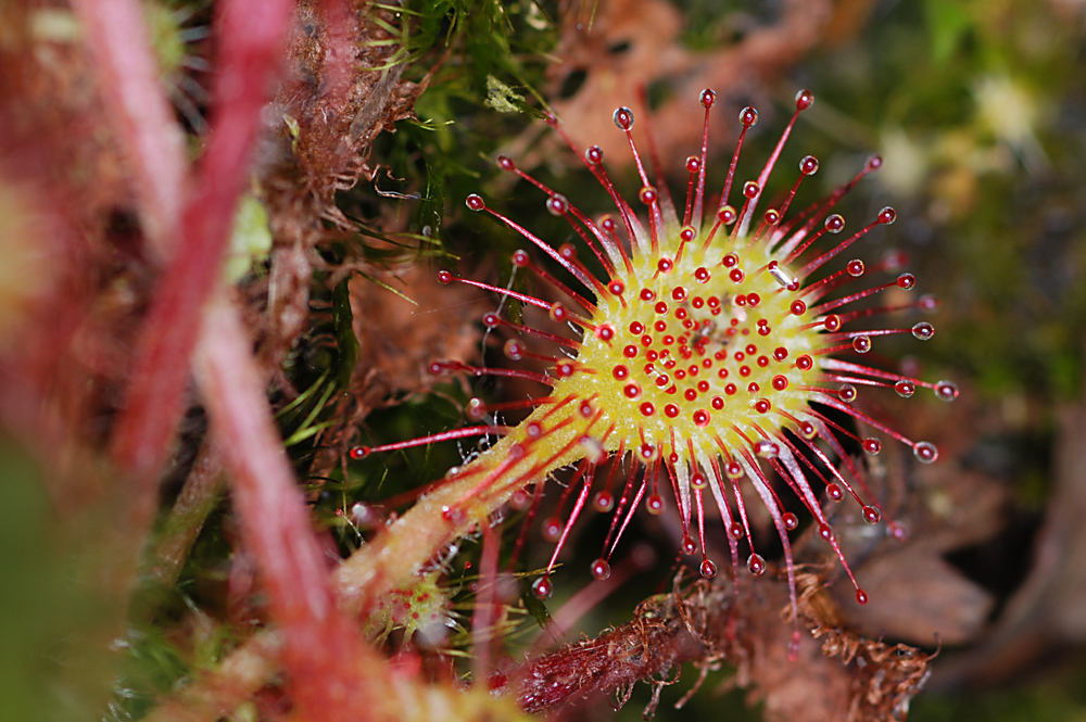 ein botanischer Leckerbissen