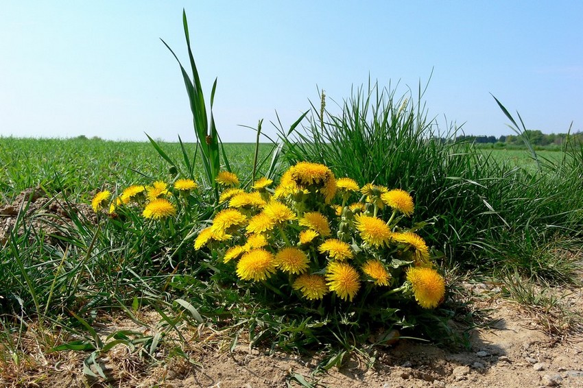 Ein Bouquet aus Löwenzähnen