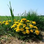 Ein Bouquet aus Löwenzähnen