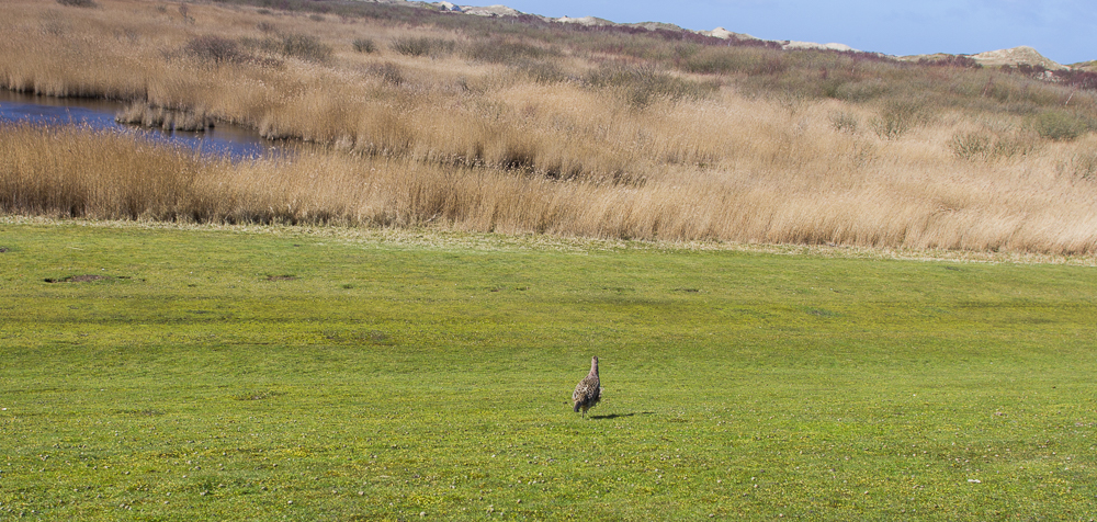 Ein Brachvogel in den Dünen