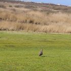 Ein Brachvogel in den Dünen