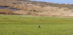 Ein Brachvogel in den Dünen