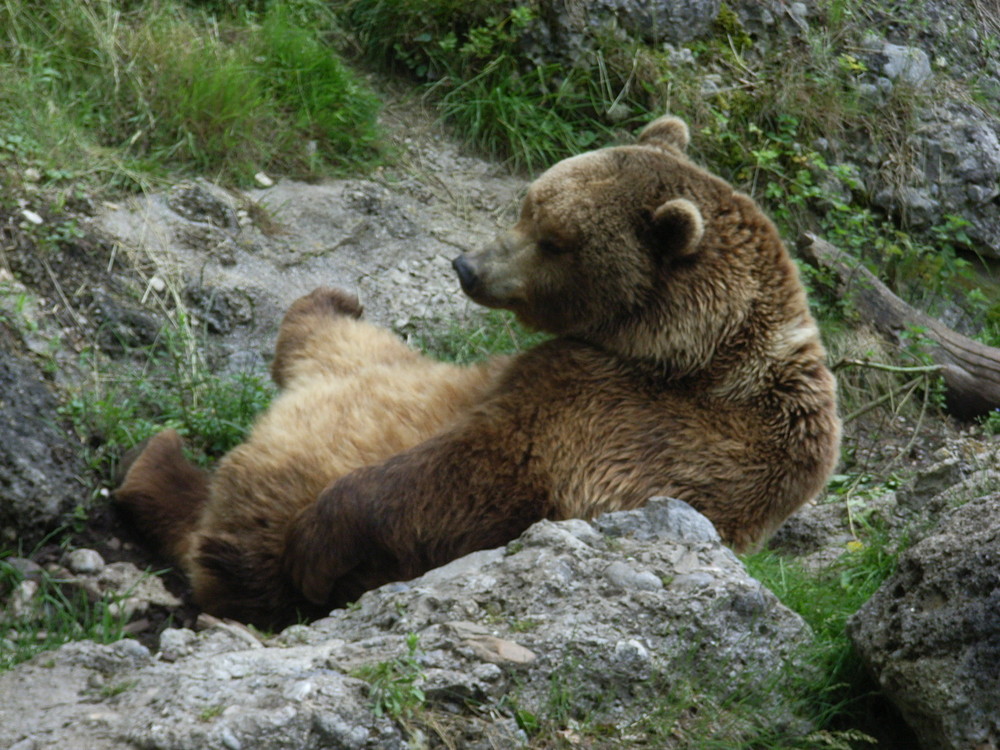 Ein Braumbär im Zoo Salzburg