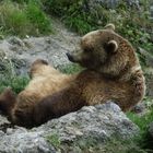 Ein Braumbär im Zoo Salzburg