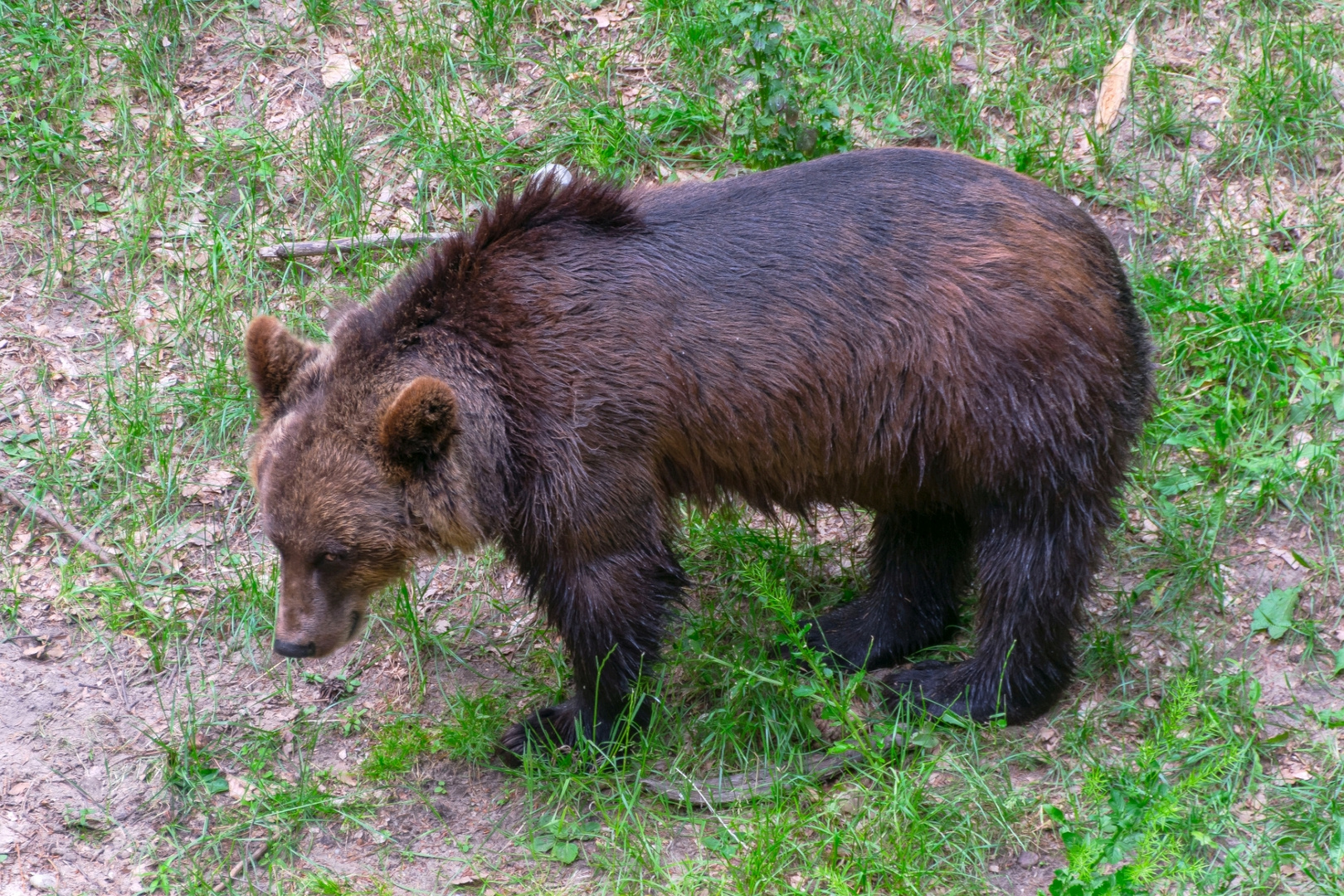 Ein Braunbär