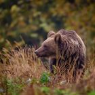 Ein Braunbär erscheint auf der Lichtung