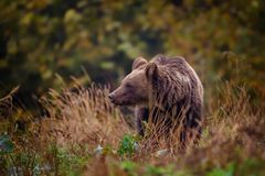 Ein Braunbär erscheint auf der Lichtung