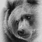 Ein Braunbär Portrait 