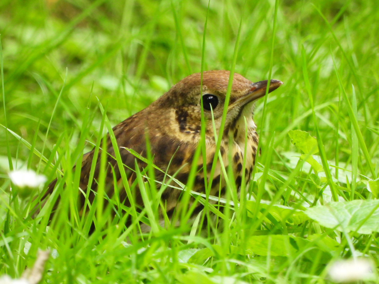 ein brauner Fleck im Gras ........