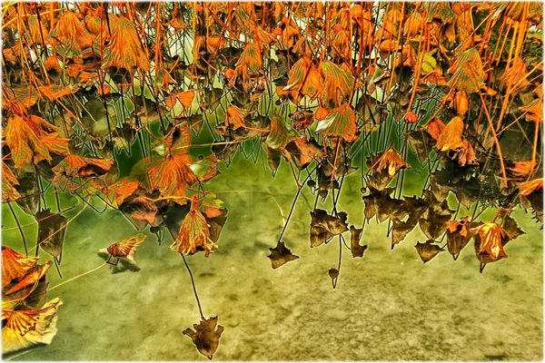 „ ein brauner Sumpf “