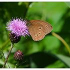 Ein Brauner Waldvogel