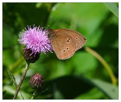 Ein Brauner Waldvogel