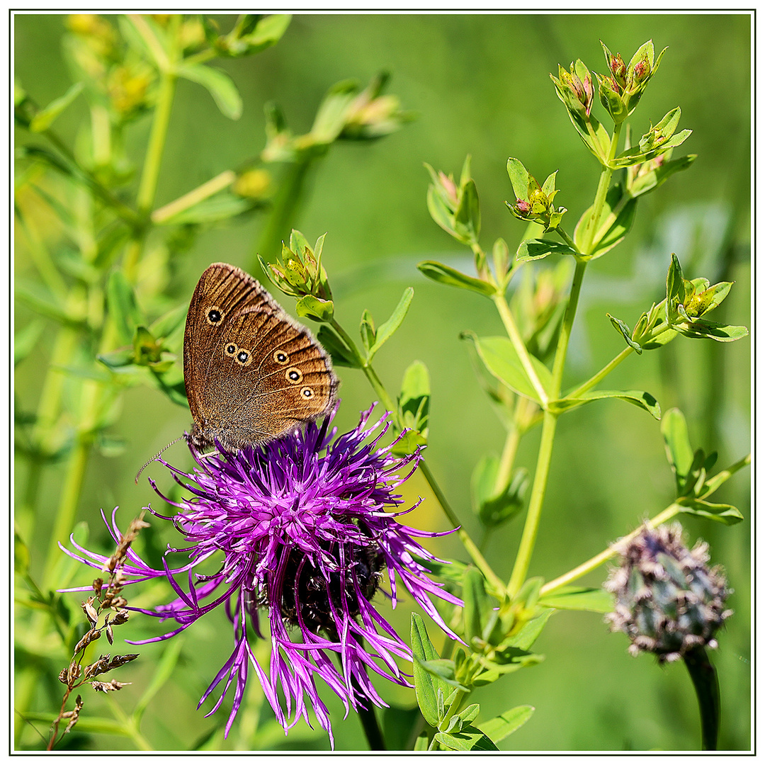  Ein Brauner Waldvogel...