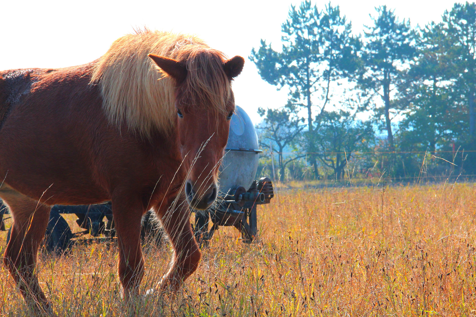 Ein braunes Pferd